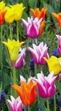 Flowers, Plants, Tulips per BlackBerry Curve 9360
