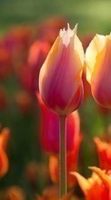 Scaricare immagine Flowers, Plants, Tulips sul telefono gratis.