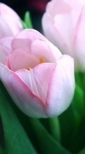 Flowers,Plants,Tulips per Samsung Galaxy Tab 2