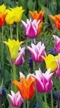 Scaricare immagine Flowers,Plants,Tulips sul telefono gratis.