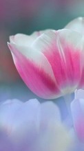 Flowers,Plants,Tulips per Samsung Galaxy Ace 3
