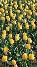 Flowers,Plants,Tulips per HTC Dream