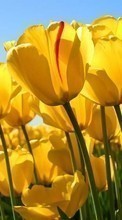 Scaricare immagine Flowers,Plants,Tulips sul telefono gratis.