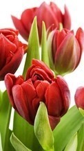 Flowers,Plants,Tulips per LG G5 H845