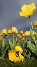 Flowers,Plants,Tulips per LG Optimus Net P692