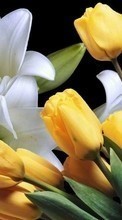 Flowers,Plants,Tulips per Sony Xperia Z5
