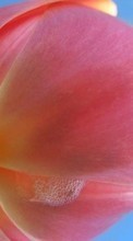 Scaricare immagine Plants, Flowers, Tulips sul telefono gratis.
