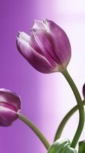 Scaricare immagine 240x400 Plants, Flowers, Tulips sul telefono gratis.