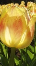 Scaricare immagine 320x240 Plants, Flowers, Tulips sul telefono gratis.