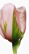 Plants, Flowers, Tulips per Huawei Honor 3C