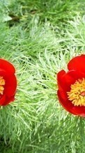 Scaricare immagine 128x160 Plants, Flowers, Tulips sul telefono gratis.