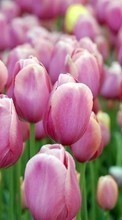 Scaricare immagine 320x480 Plants, Flowers, Tulips sul telefono gratis.