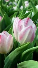 Plants, Flowers, Tulips per Sony Xperia 1 II