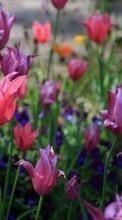 Scaricare immagine 1280x800 Plants, Flowers, Tulips sul telefono gratis.