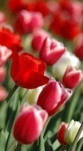 Scaricare immagine 360x640 Plants, Flowers, Tulips sul telefono gratis.