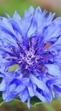 Scaricare immagine Flowers, Plants, Blue cornflowers sul telefono gratis.