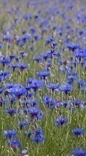 Scaricare immagine Flowers,Plants,Blue cornflowers sul telefono gratis.