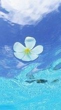 Scaricare immagine Flowers, Plants, Water sul telefono gratis.
