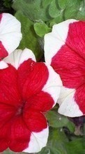 Scaricare immagine 320x240 Plants, Flowers, Bindweed sul telefono gratis.