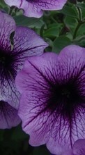 Scaricare immagine Plants, Flowers, Bindweed sul telefono gratis.