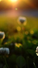 Scaricare immagine Flowers, Plants, Sunset sul telefono gratis.