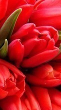 Scaricare immagine Flowers,Pictures,Tulips sul telefono gratis.