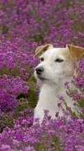 Scaricare immagine Animals, Flowers, Dogs sul telefono gratis.