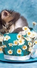 Scaricare immagine Flowers,Animals sul telefono gratis.