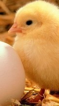 Scaricare immagine 800x480 Animals, Eggs, Chicks sul telefono gratis.