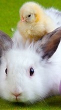 Scaricare immagine Chicks, Rabbits, Birds, Animals sul telefono gratis.