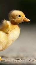 Scaricare immagine Chicks, Birds, Animals sul telefono gratis.