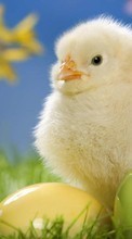 Scaricare immagine Chicks,Birds,Animals sul telefono gratis.