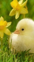 Scaricare immagine Chicks,Birds,Animals sul telefono gratis.