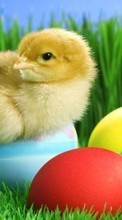 Chicks,Birds,Animals per OnePlus One