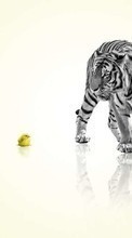 Animals, Chicks, Tigers per Samsung Wave 575 S5750