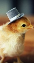 Chicks,Animals per Asus ZenFone Go ZC500TG