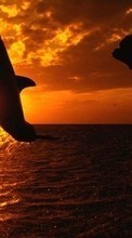 Scaricare immagine 720x1280 Animals, Landscape, Sunset, Dolfins, Sea, Sun sul telefono gratis.