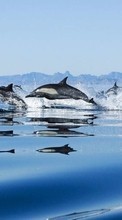 Scaricare immagine Dolfins,Sea,Landscape,Animals sul telefono gratis.