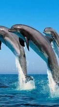 Scaricare immagine 240x400 Animals, Water, Dolfins, Sea, Fishes sul telefono gratis.