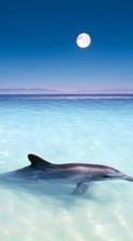 Scaricare immagine Animals, Water, Dolfins, Sea, Fishes sul telefono gratis.