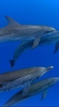 Scaricare immagine 800x480 Animals, Dolfins, Sea, Fishes sul telefono gratis.