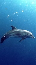 Scaricare immagine Animals, Dolfins, Sea, Fishes sul telefono gratis.