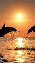 Scaricare immagine Dolfins, Sea, Sun, Sunset, Animals sul telefono gratis.