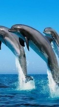 Scaricare immagine Dolfins, Sea, Water, Animals sul telefono gratis.