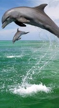 Scaricare immagine Animals, Water, Dolfins, Sea sul telefono gratis.