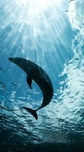 Scaricare immagine Dolfins, Sea, Animals sul telefono gratis.