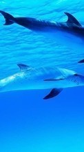 Scaricare immagine Dolfins, Sea, Animals sul telefono gratis.