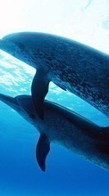 Scaricare immagine Animals, Dolfins, Sea sul telefono gratis.