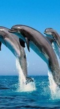 Scaricare immagine Dolfins,Sea,Animals sul telefono gratis.
