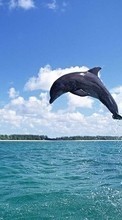 Scaricare immagine Animals, Water, Sky, Dolfins, Fishes sul telefono gratis.